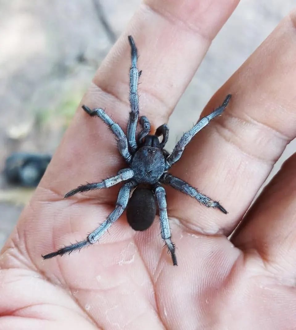 🕷️ Новы від павука з Таіланда –  паўсамка, паўсамец