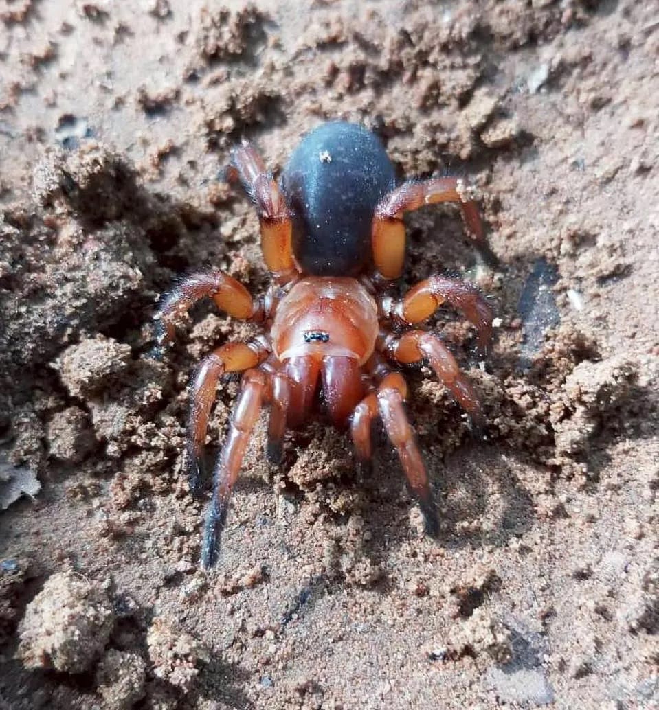 🕷️ Новы від павука з Таіланда –  паўсамка, паўсамец