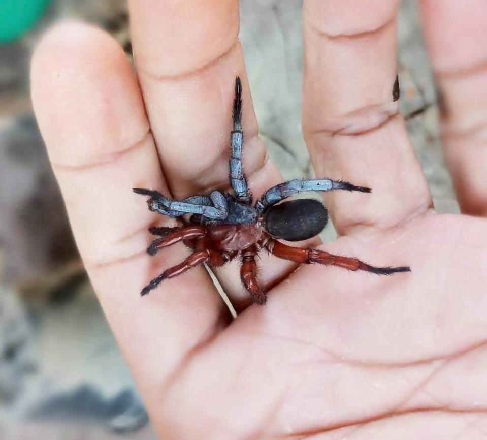 🕷️ Новы від павука з Таіланда –  паўсамка, паўсамец